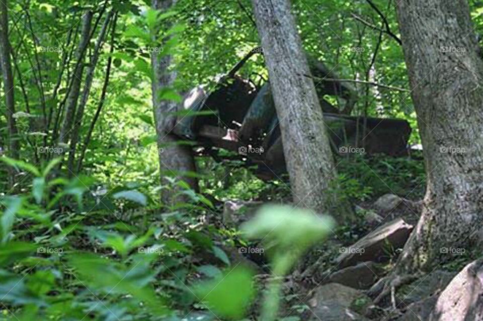 A tree crashed into a tree in nature