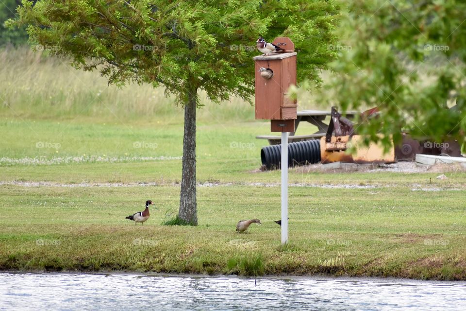 Wood ducks on house