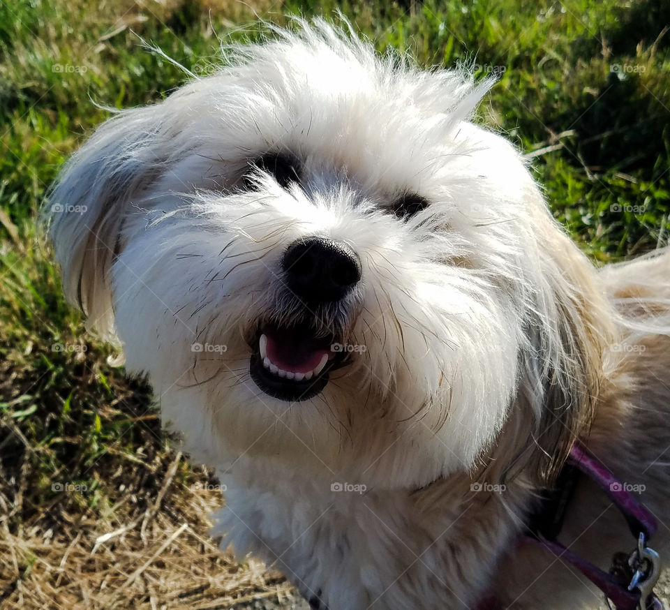 Close-up of white dog