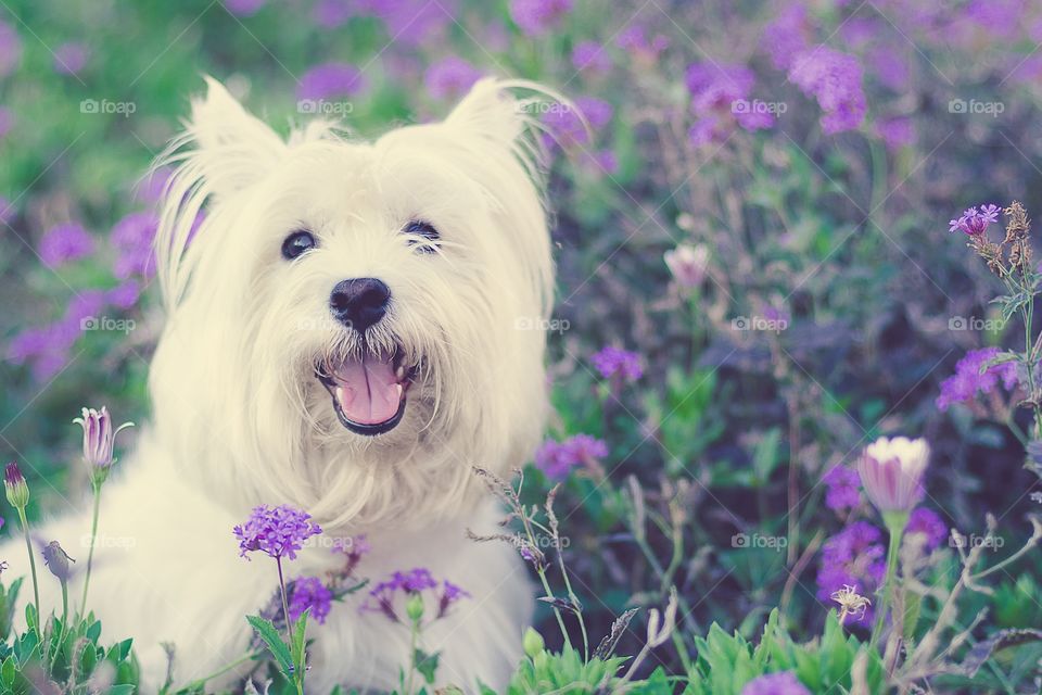 Lilica in the garden