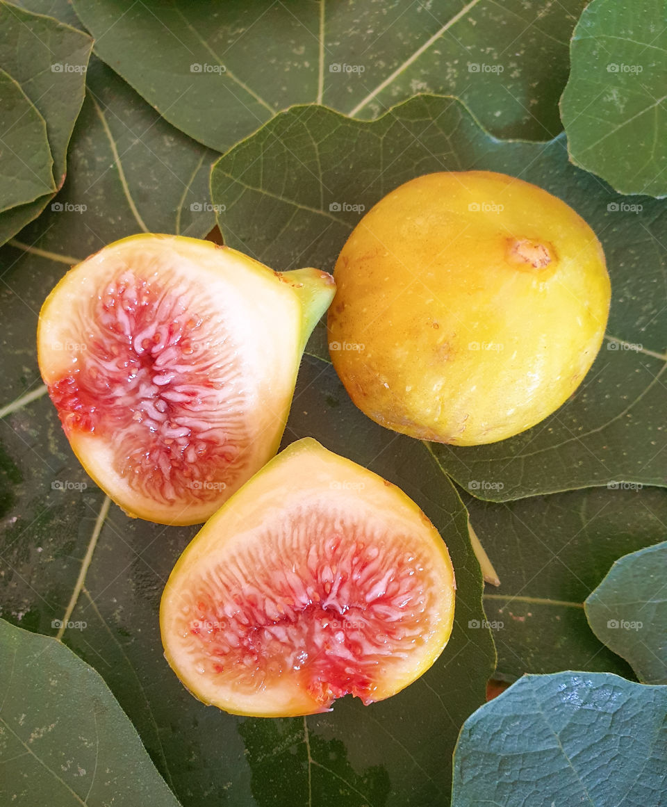Ripe figs are foamed in fresh leaves of figs. Natural fruits from a tree