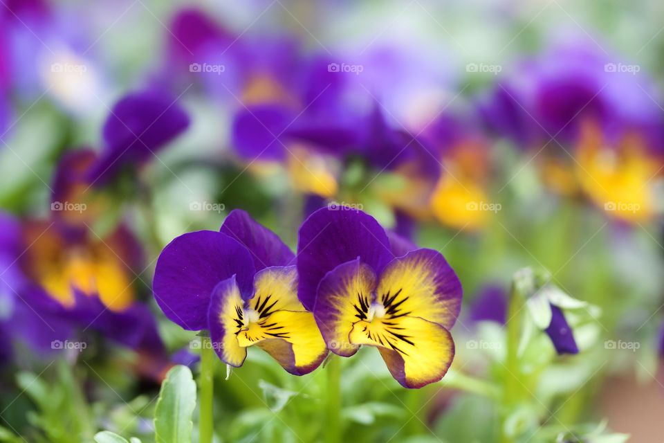 Pansies flowers blooming at outdoors