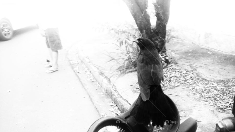 Passarinho; Pássaro Preto.