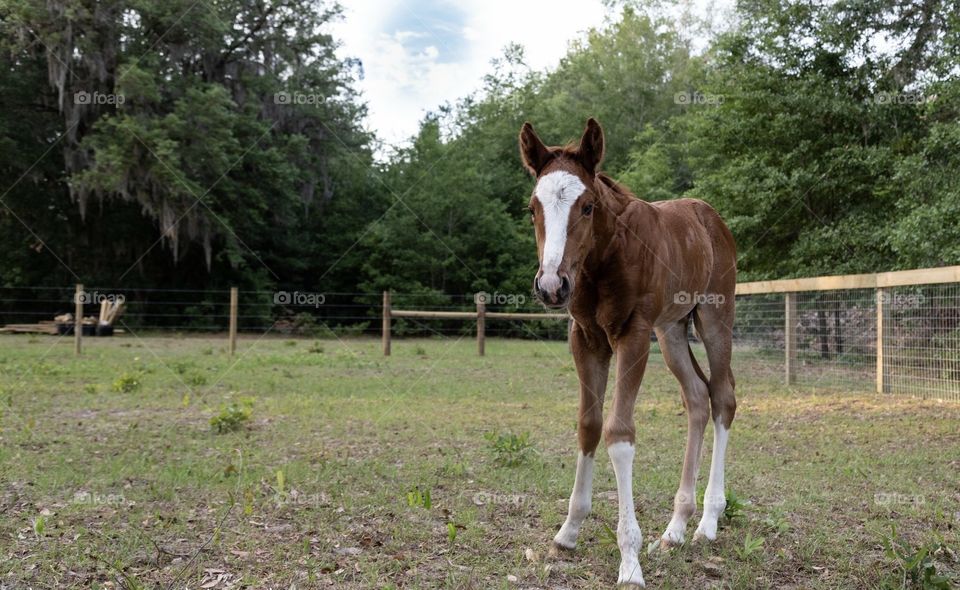 Four day old colt