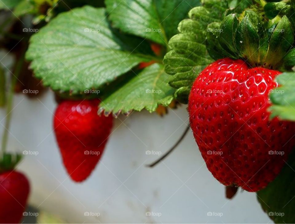 Strawberries , hummmm what a treat !!!