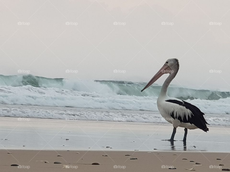 Pelican watching the waves