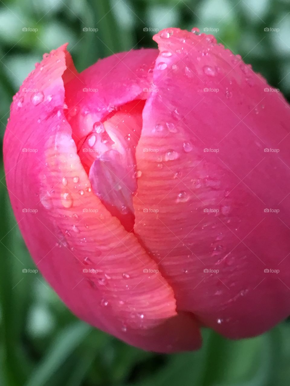 Bright pink tulip blossom bud with rain drops 