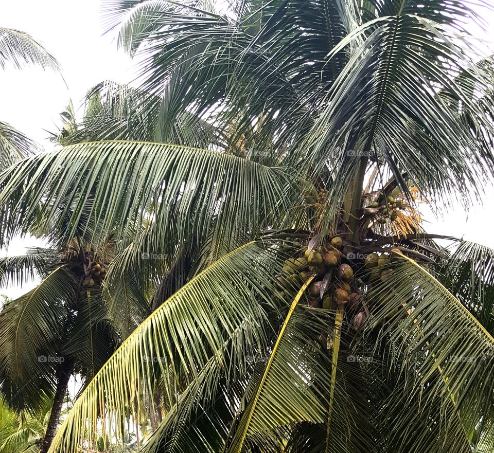 coconut tree