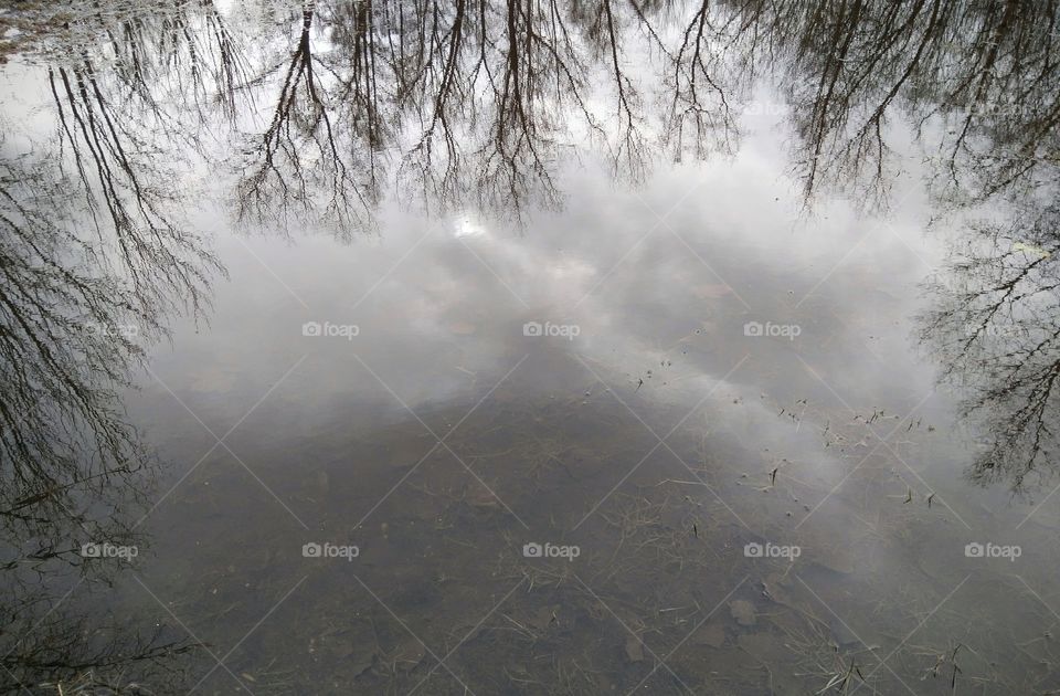 trees reflection in the water puddle