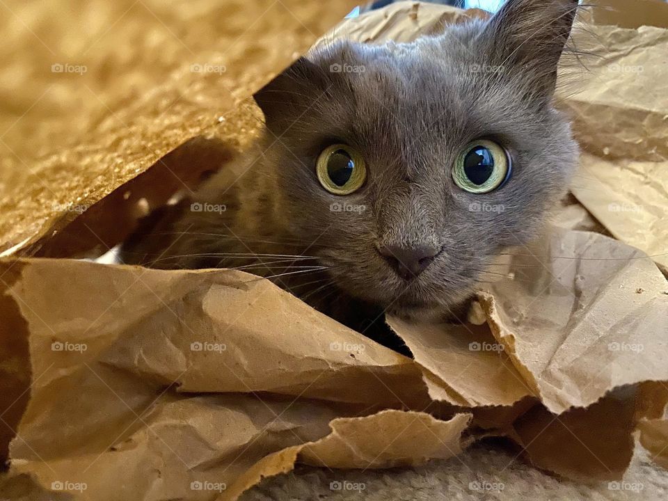 A grey cat hiding in a pile of brown paper