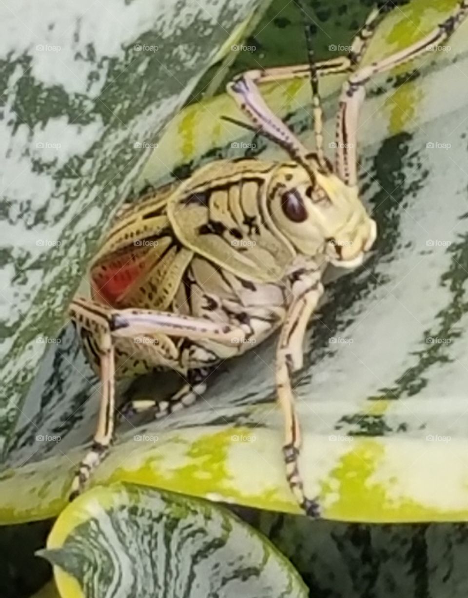 close up of bug