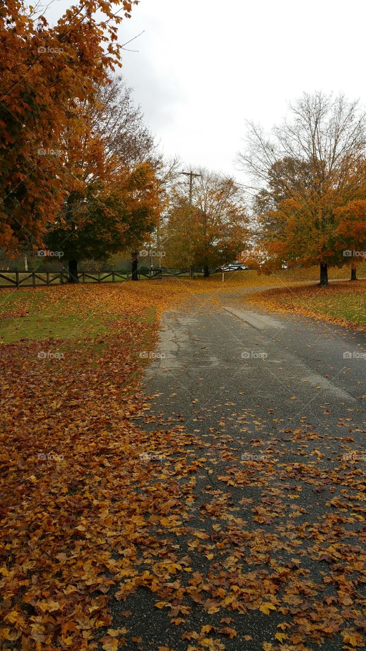 Fall, No Person, Leaf, Tree, Road