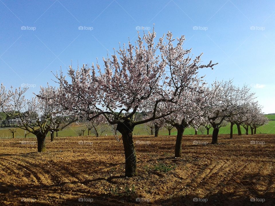 almendros