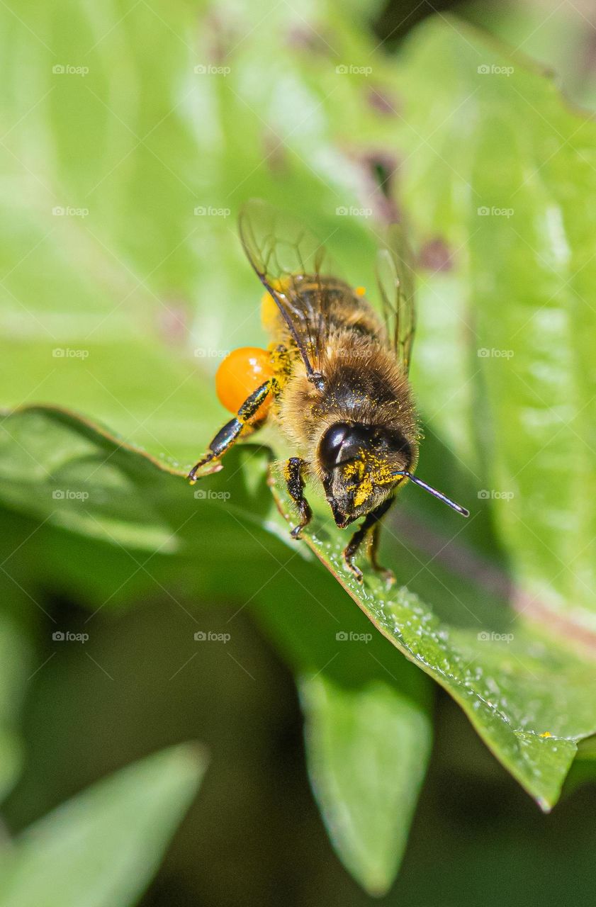 A bee on a yellow flower in the grass