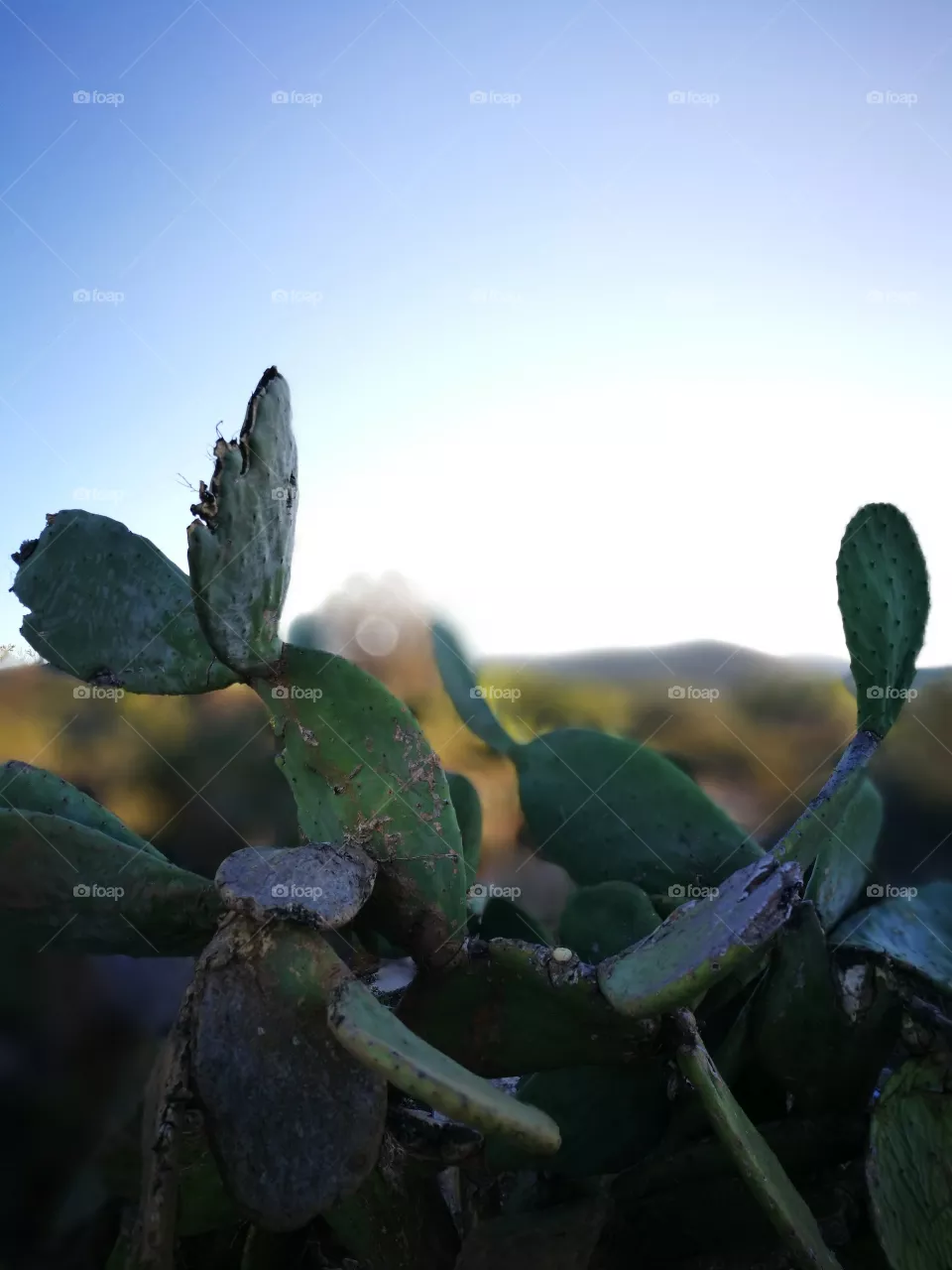 cactus