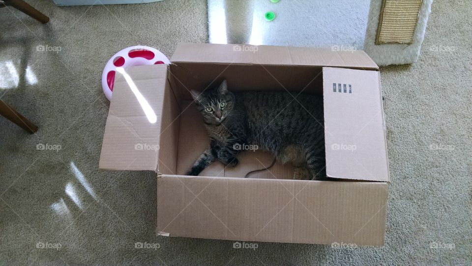 cats love boxes