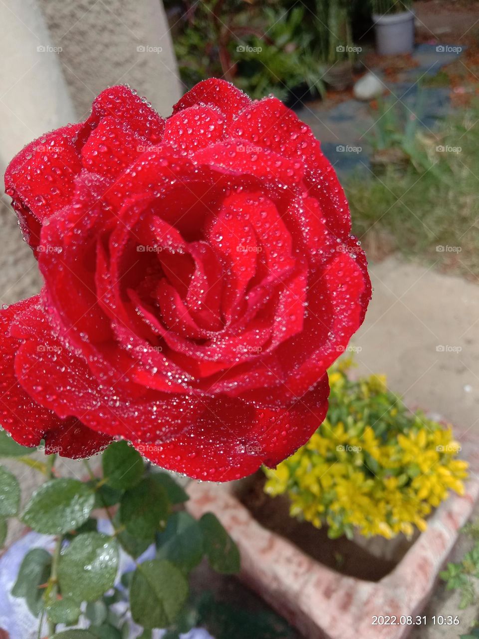 Beautiful Red Velvet