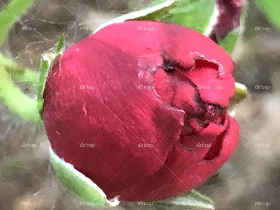 Rose bud