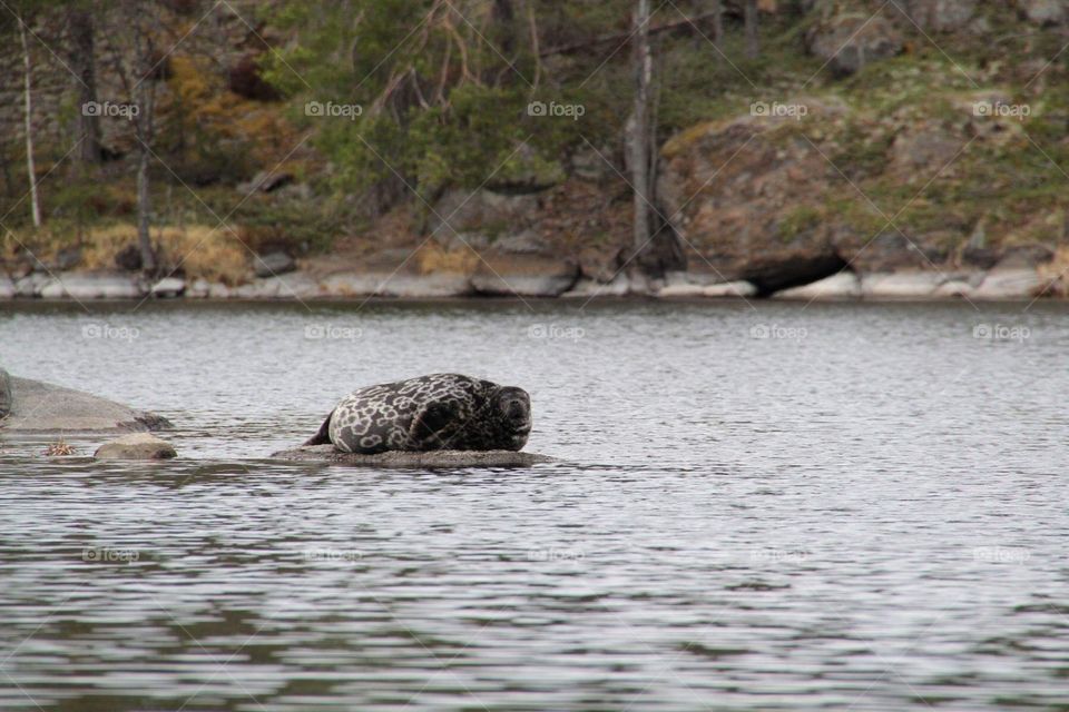 Saimaa ringed seal on a rock, lake Saimaa Finland.