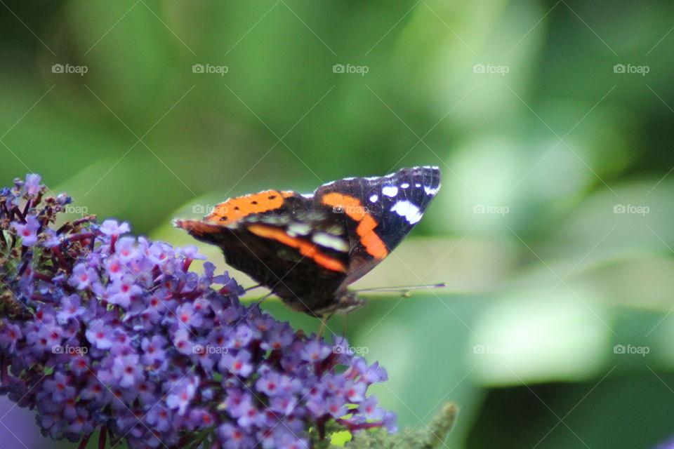 Close up of Red Admiral butterfly on buddleia 