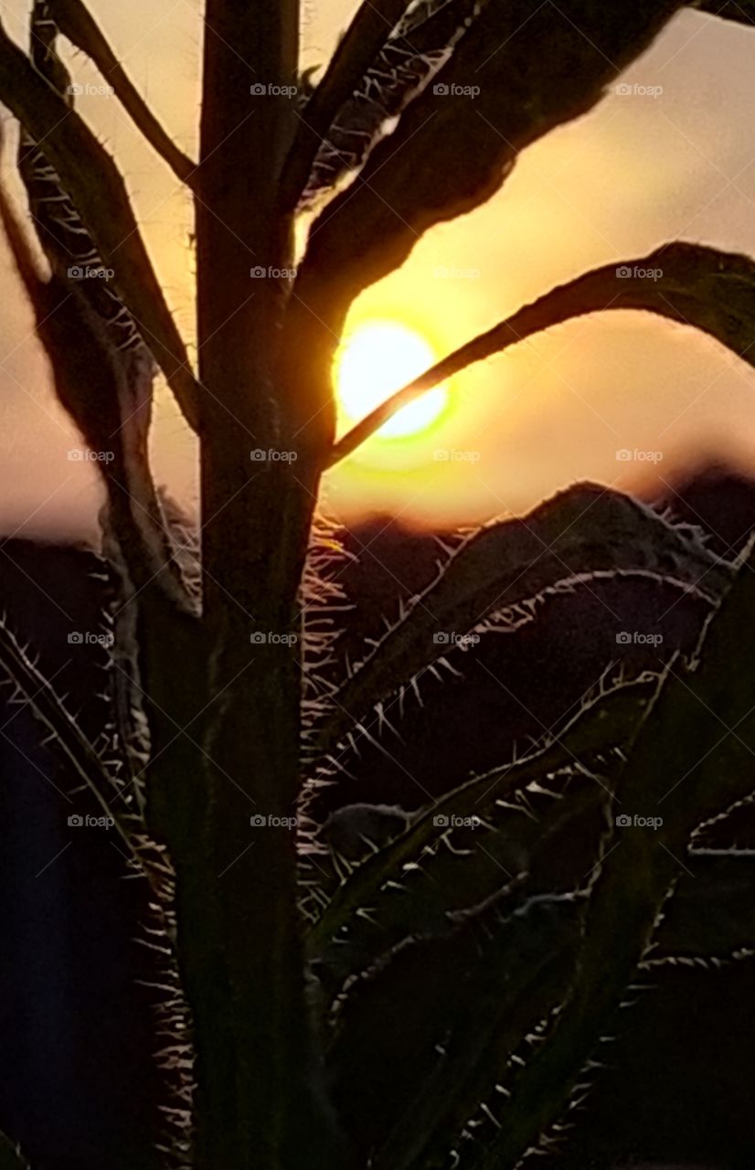 Petunia in the Sunset