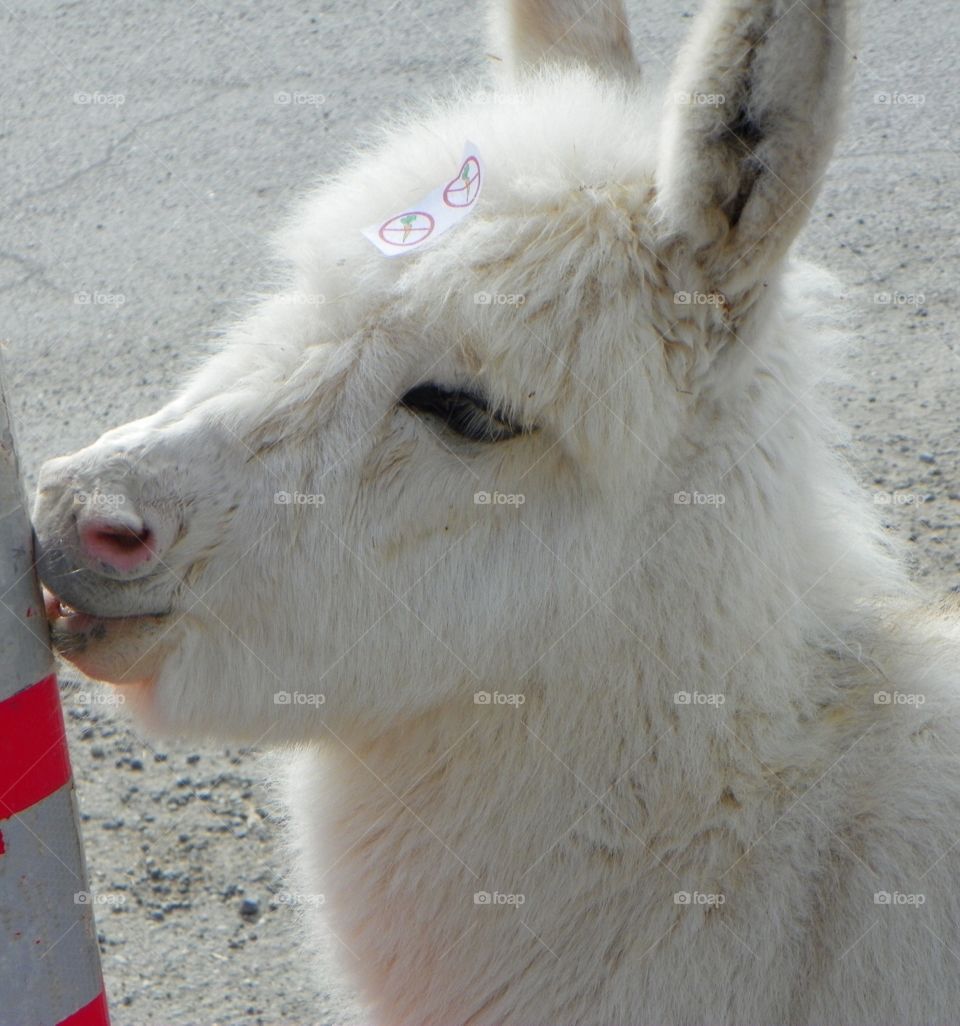 Baby Donkey. Baby Donkey