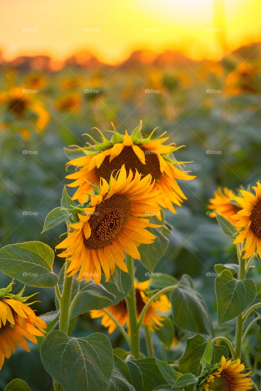 vibrant Colors Still Life