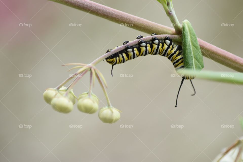 upside down yellow caterpillar 
