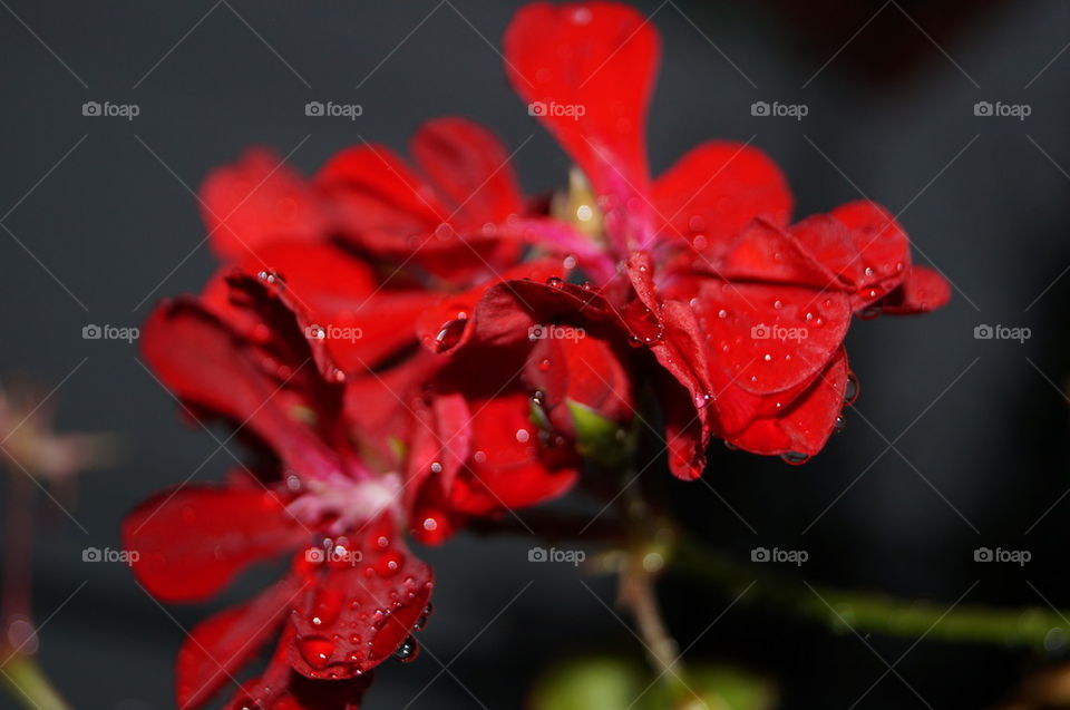 Red flower