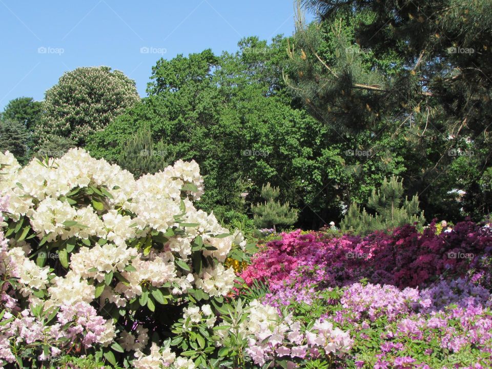 Rhododendrons in the city park