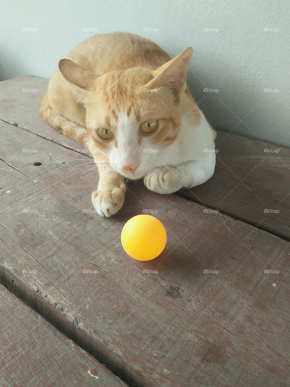 cat play ball