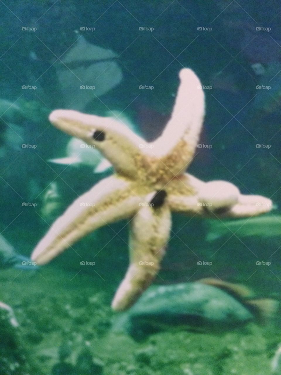 Starfish 