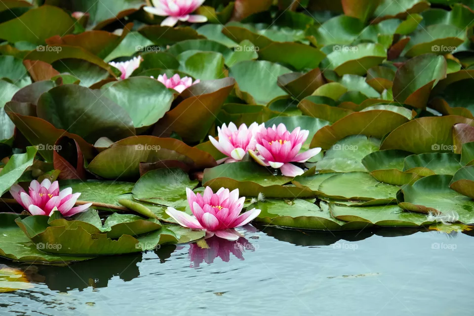Alluring lotus pond