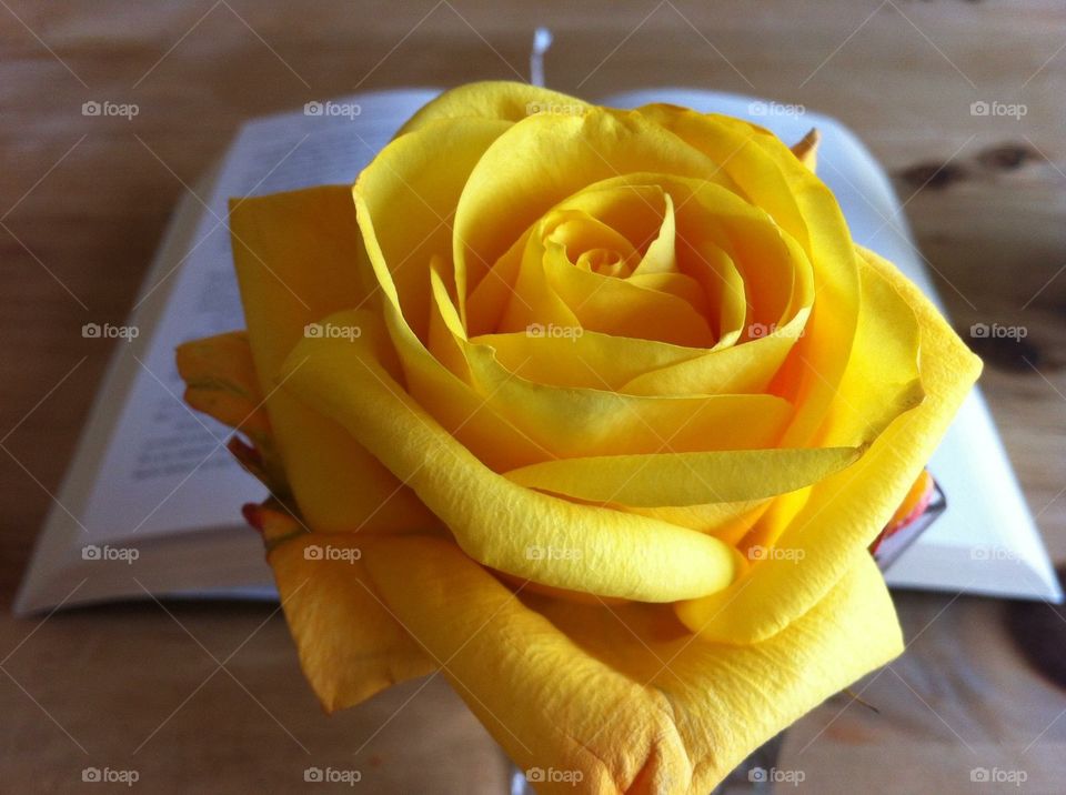 Yellow rose 