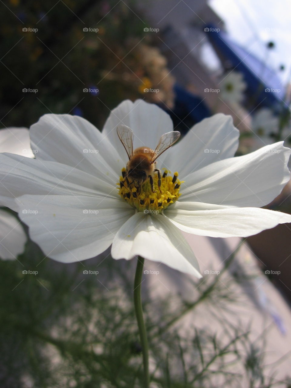 Honeybee in White Cosmos