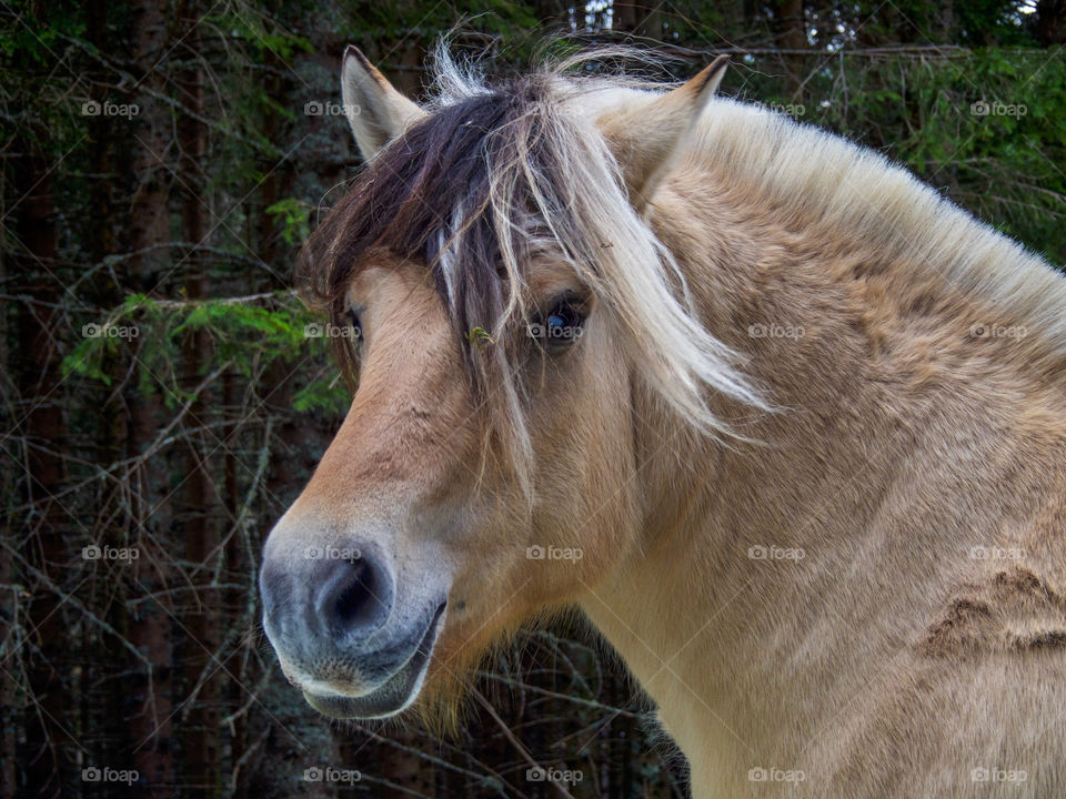 Horse looking away