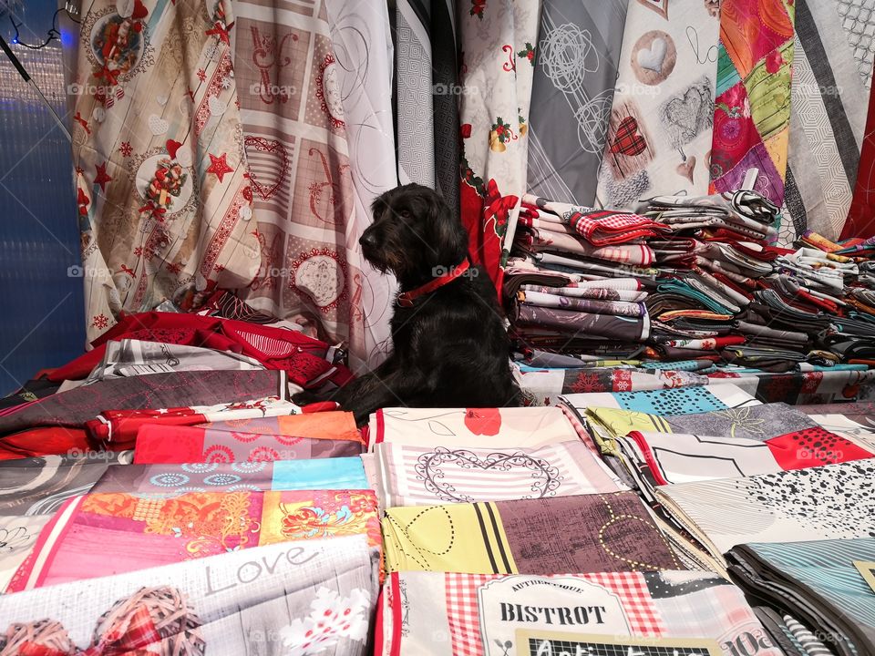 Dog in the Store / Market, Metz, France