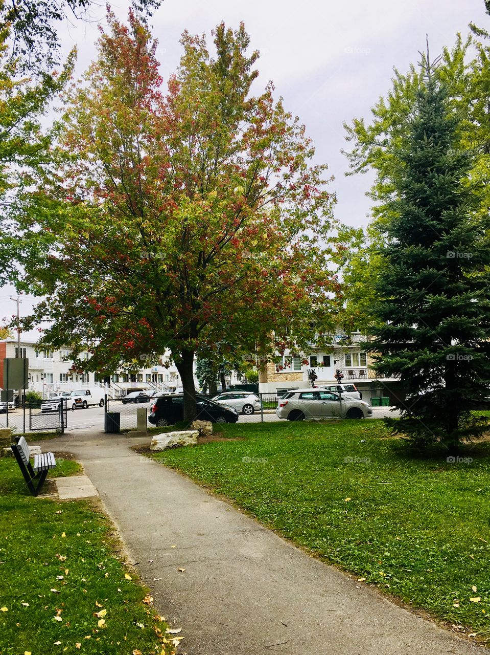 Autumn Tree in Park-October 08 2018- Montreal, Quebec, Canada 