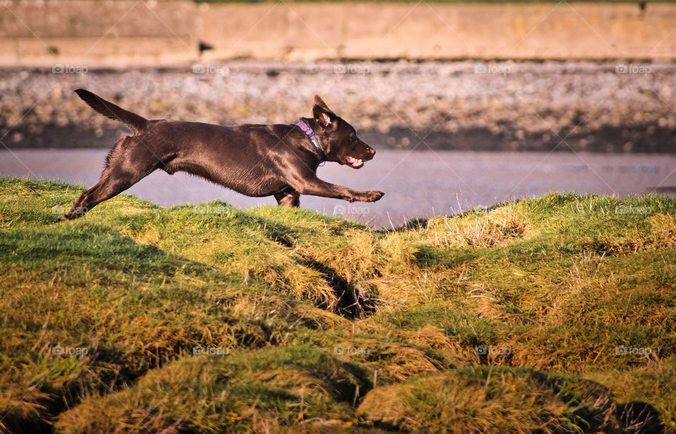 Running dog