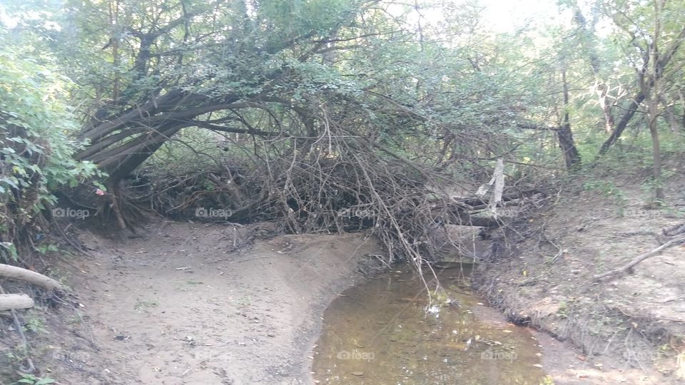 tree over muddy stream