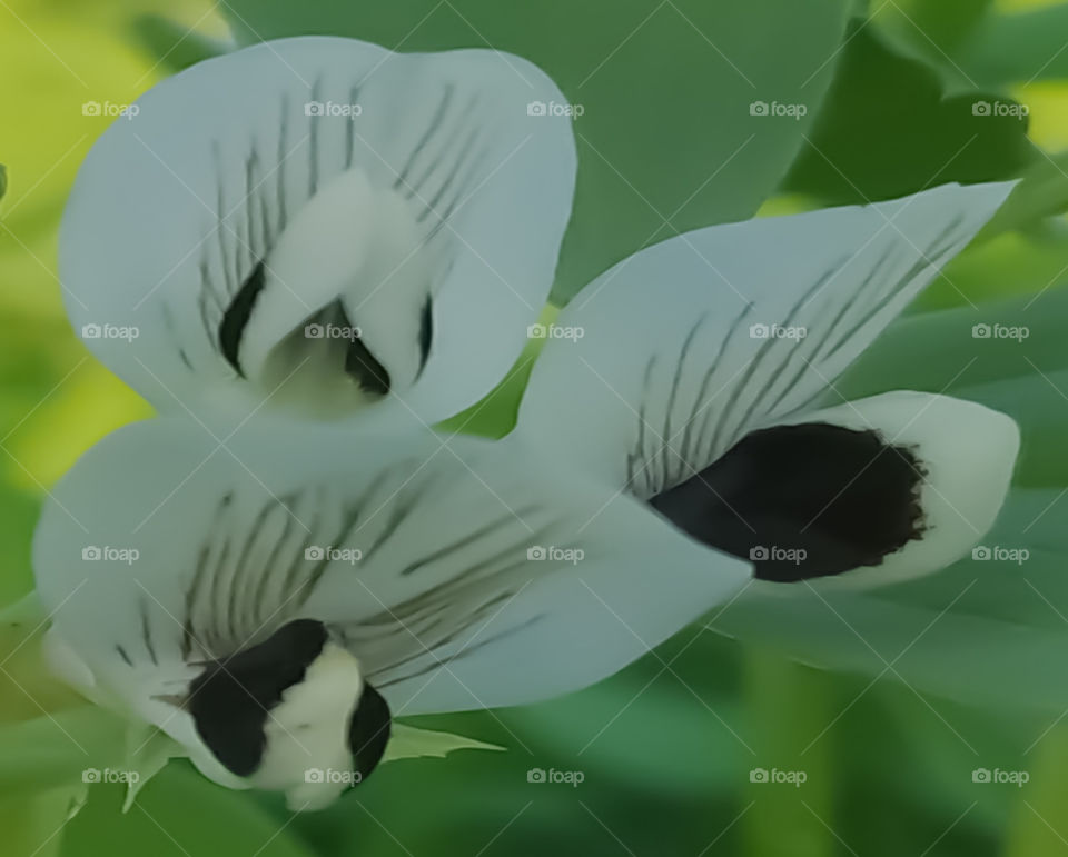 Macro flower with white Petals on green background.
