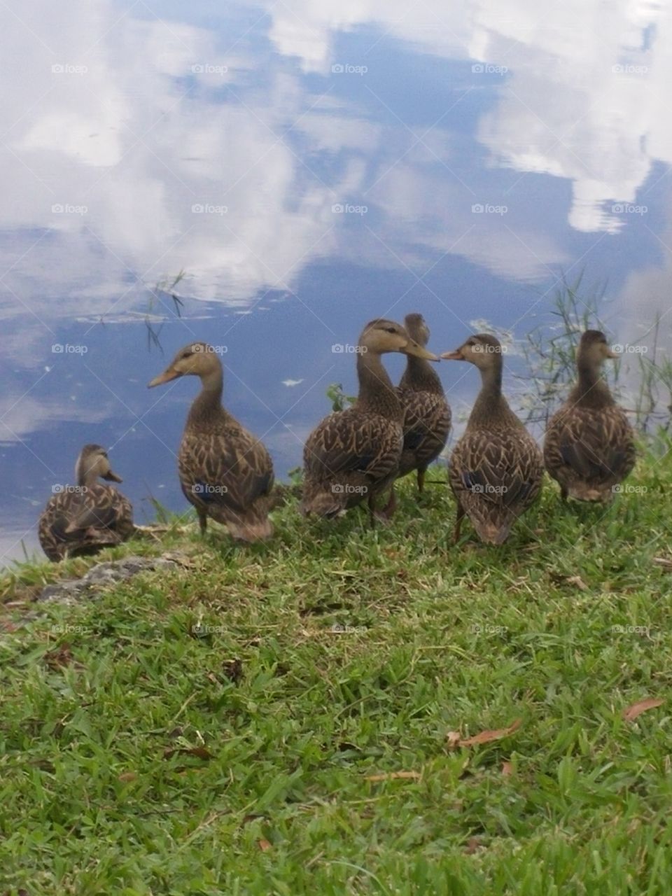 duck family. long island ducks visiting south Florida