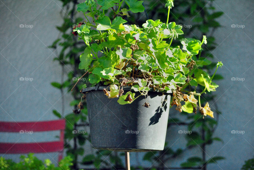 hanging plant