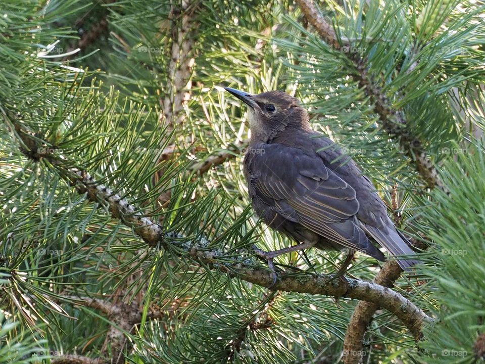 Young starling