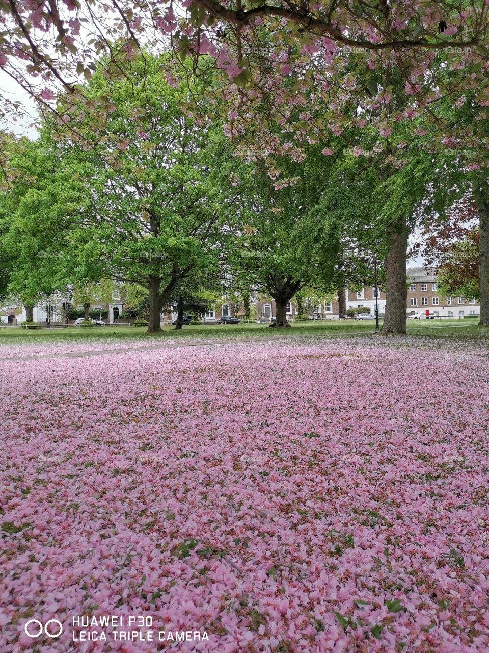 Blossom Park in Hertfordshire 2019