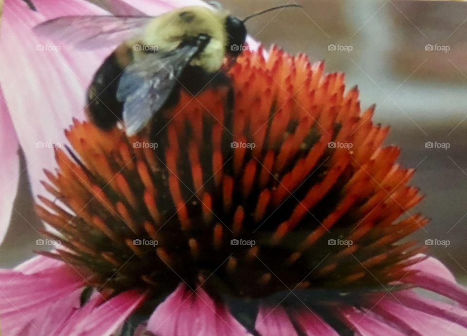 Bee pollenating echinacea 