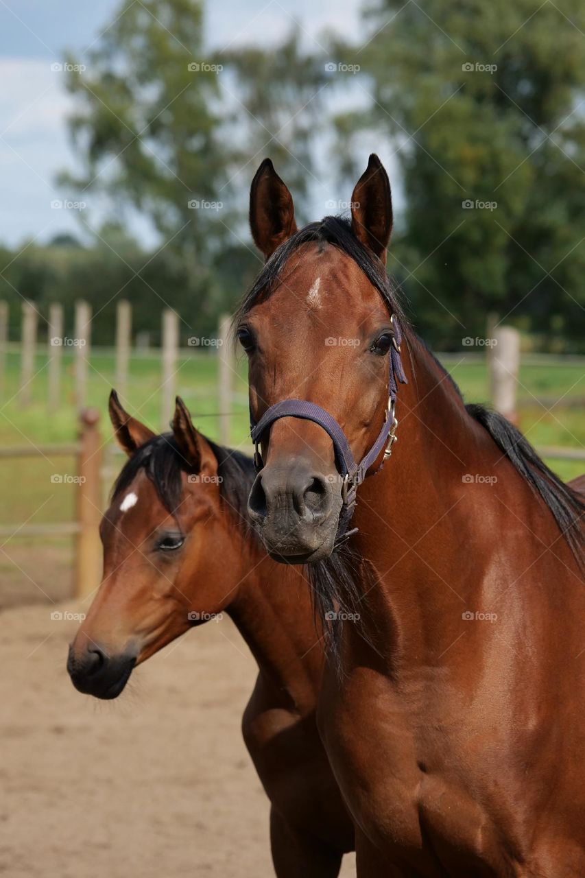 Beautiful horses