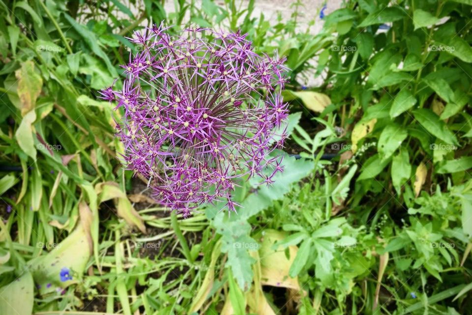 Spherical purple flowers in bush