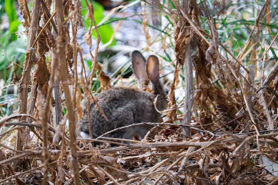 A wild rabbit in a wooded part of the city of Madrid