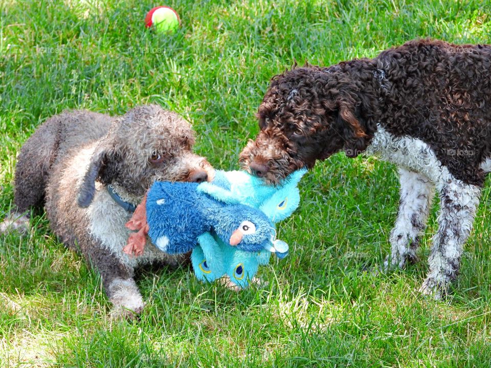 Glimmers: Small Moments of Happiness  - Spanish water dog and Portuguese water dog tug on stuff animal toys